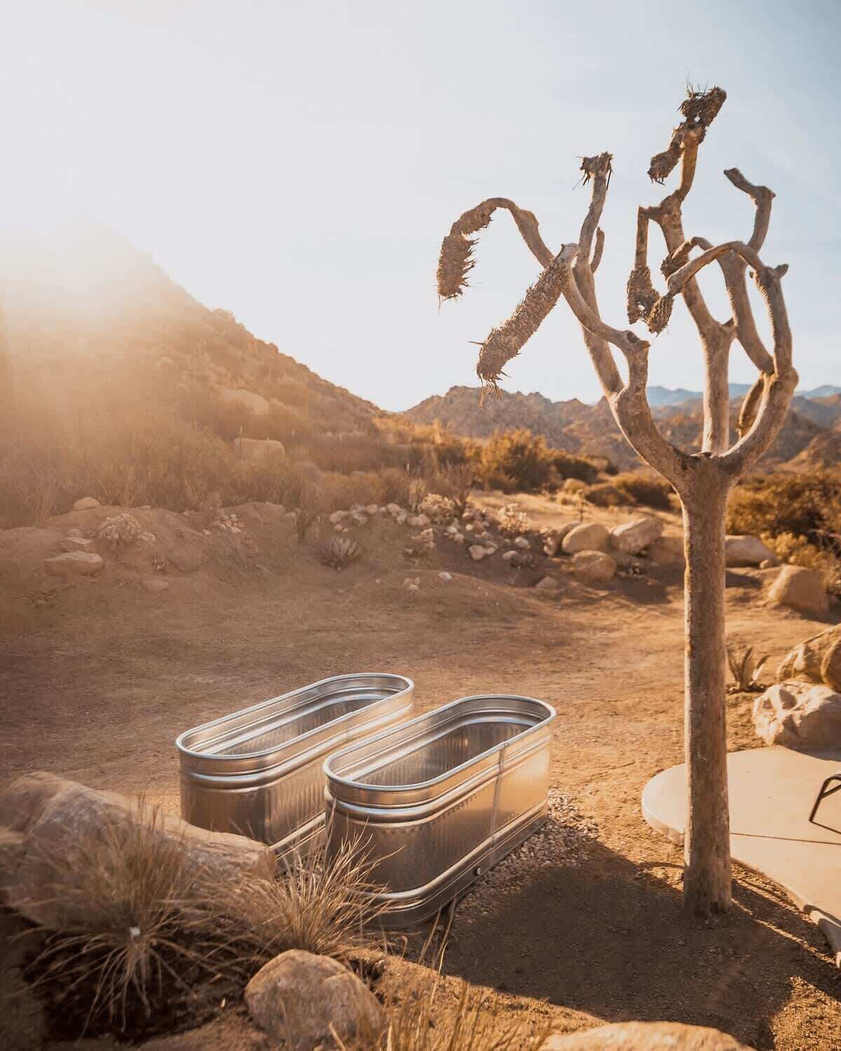 Woestijnlandschap met een saguarocactus en twee metalen afvalbakken.