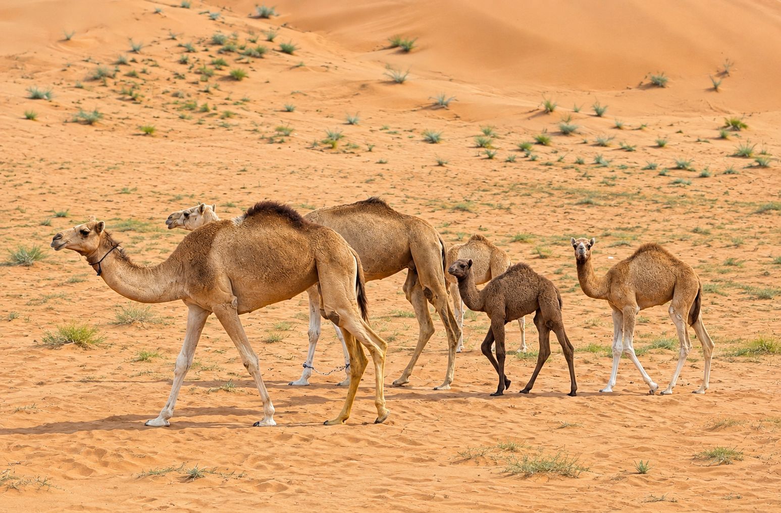 Un groupe de chameaux traversant un terrain sablonneux où la végétation est clairsemée.