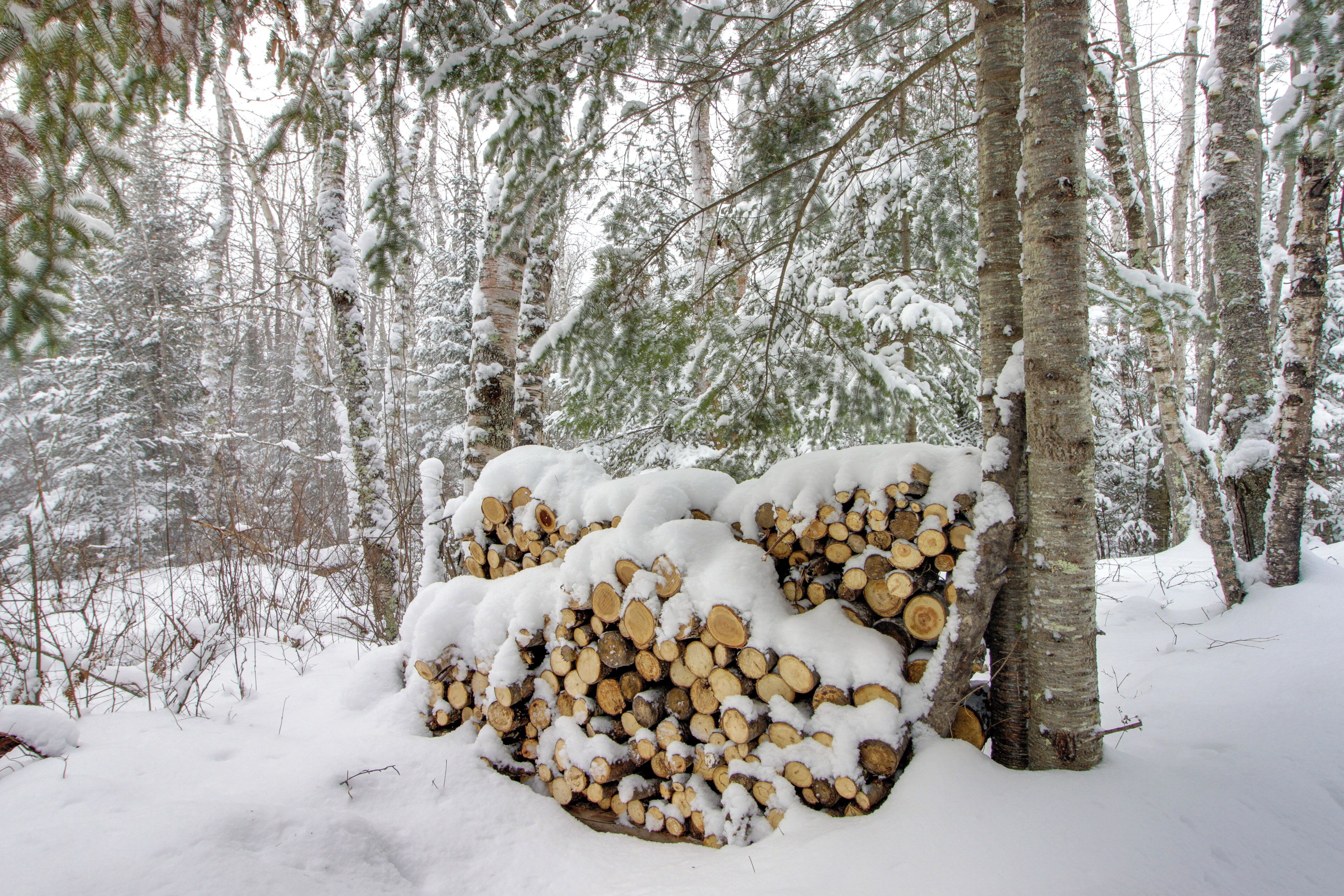 A snow-covered forest with a stack of cut logs.