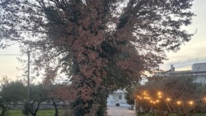 Un chemin mène à un bâtiment dont un côté est bordé d’un mur de pierre et l’autre, d’un arbre aux fleurs roses.