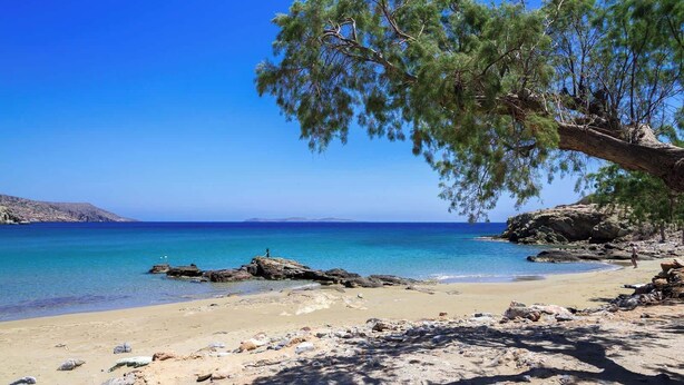 A beach with clear blue water, rocky shore, and a pine tree.