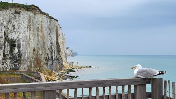 A seagull perched on a wooden railing overlooking a coastal cliff and calm sea. - Le rivage d'hélène - Apartment Sea view - 2 pers - 1 bedroom - All comfort (Ault)