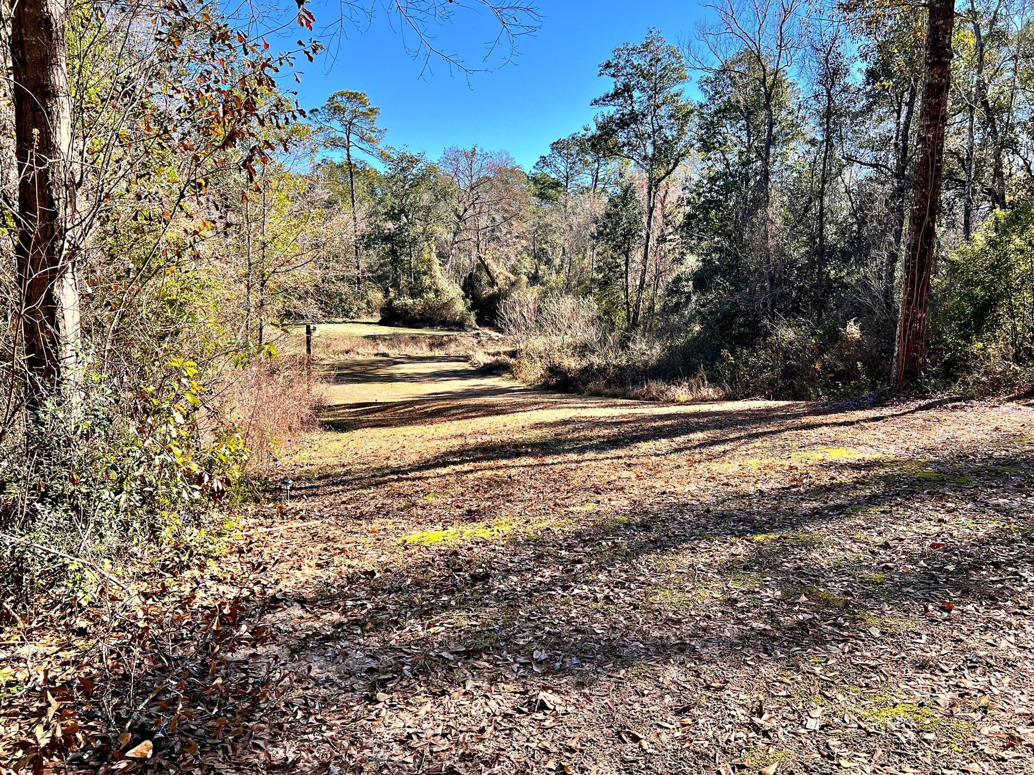A forested area with a dirt path leading through it.