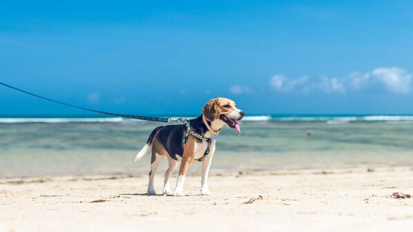 Vlak bij het strand