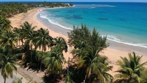 A beach with palm trees and a clear view of the ocean. - Relaxing Studio Near El Yunque With Pool View (Luquillo)
