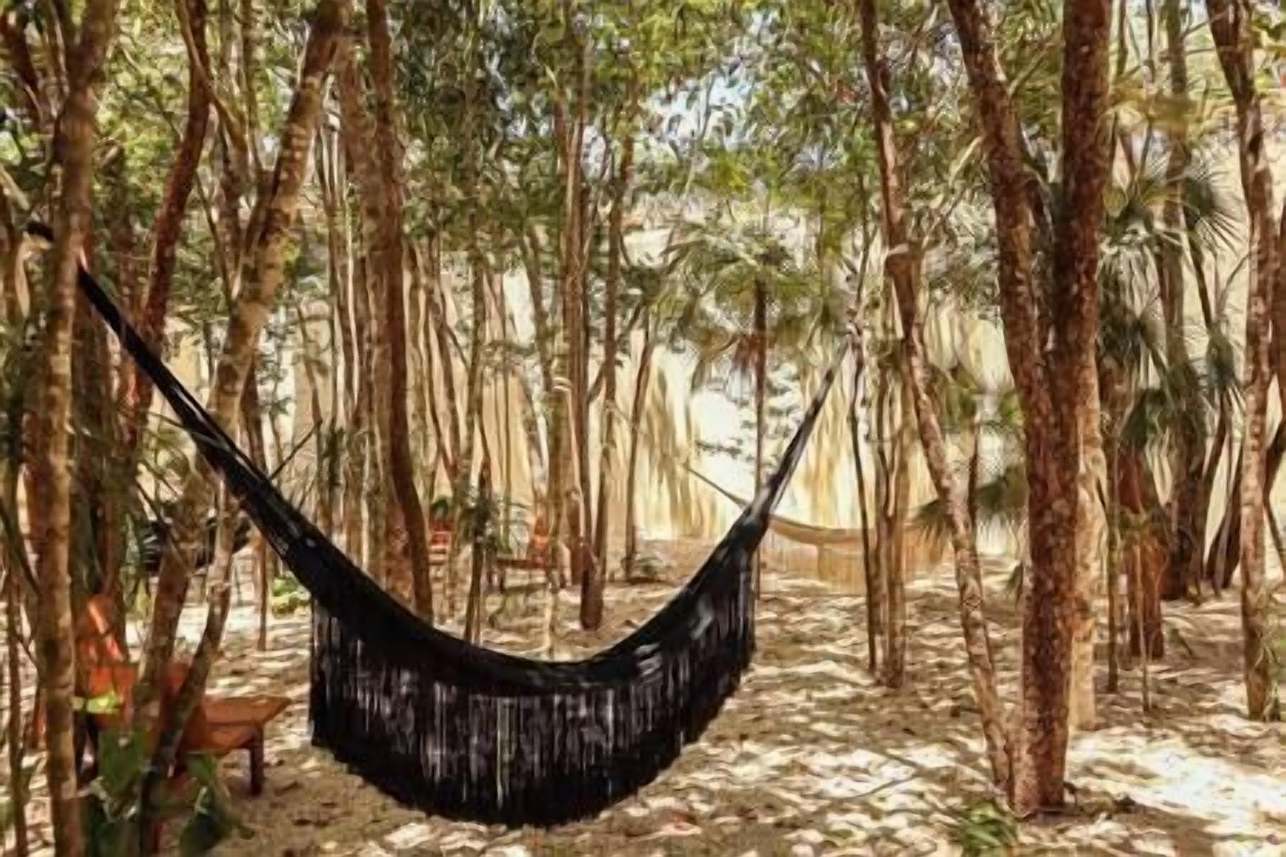 A hammock suspended between trees in a forested area.