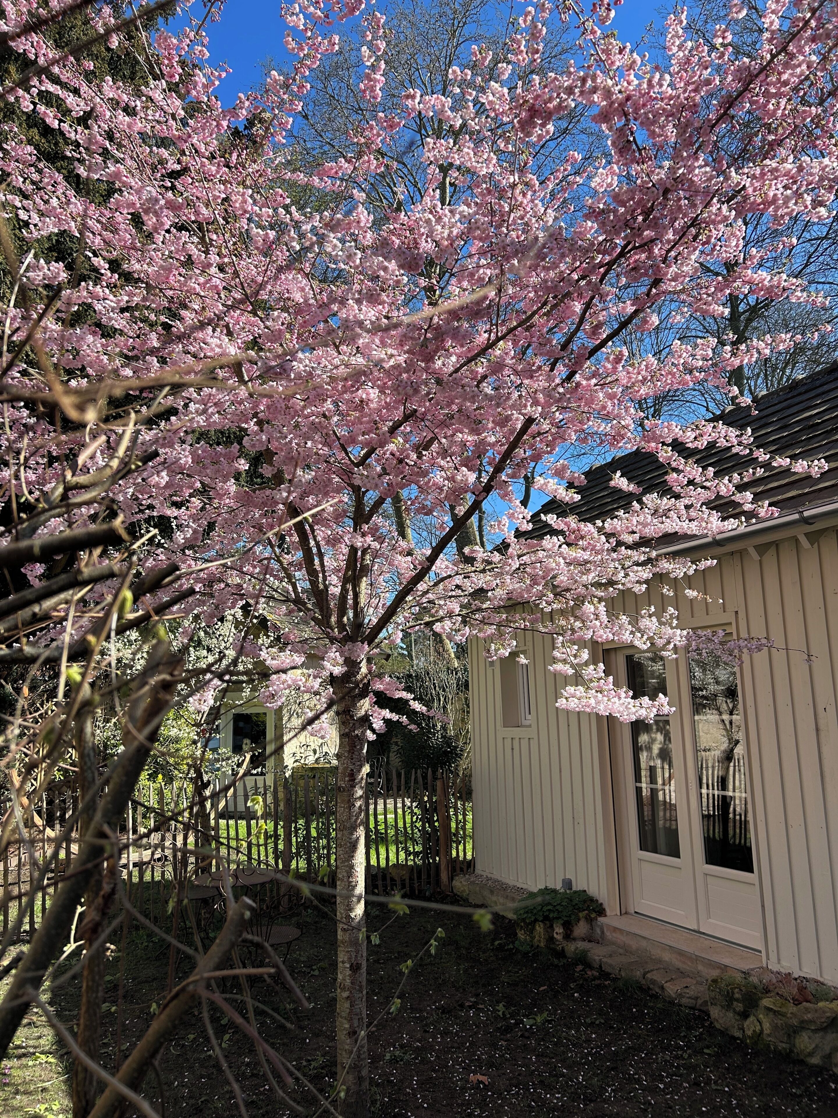 Dobbeltrom – deluxe, terrasse, hageutsikt | Sengetøy i egyptisk bomull og sengetøy av topp kvalitet