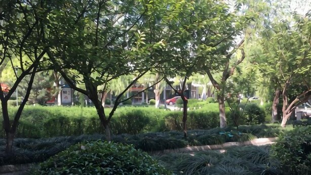 A garden with neatly trimmed hedges and trees, a pathway, and a building in the background.