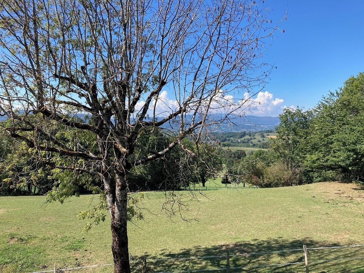Un arbre se dresse dans un champ verdoyant, sous un ciel dégagé, avec des montagnes qui se profilent à l’horizon.