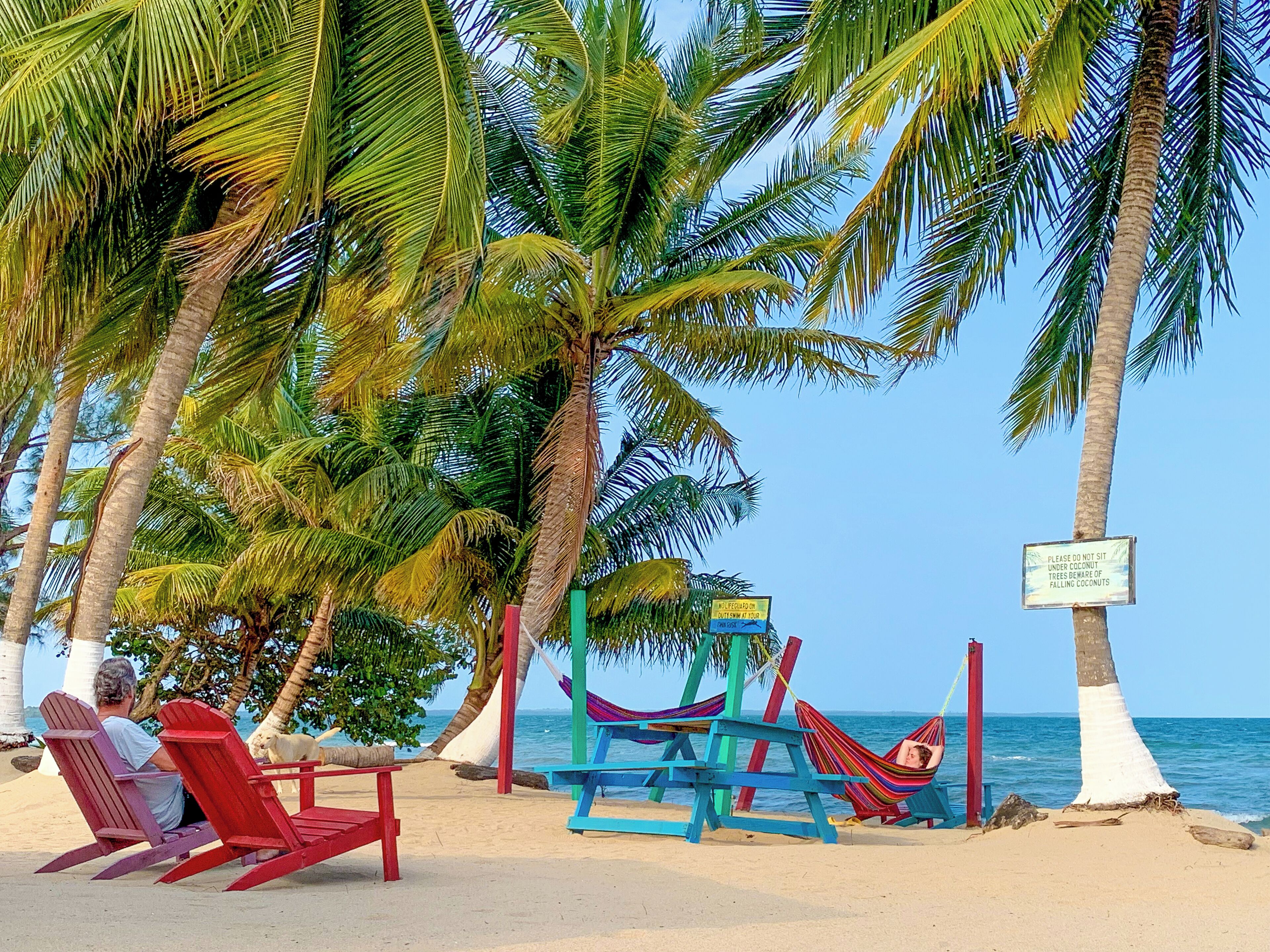 A beach with red and blue beach chairs, a hammock, and a sign warning about coconut falling.