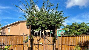Portilla varustettu sisäänkäynti, jossa on puinen aita, vihreä kävelyreitti ja köynnöskasveilla koristeltu pergola.
