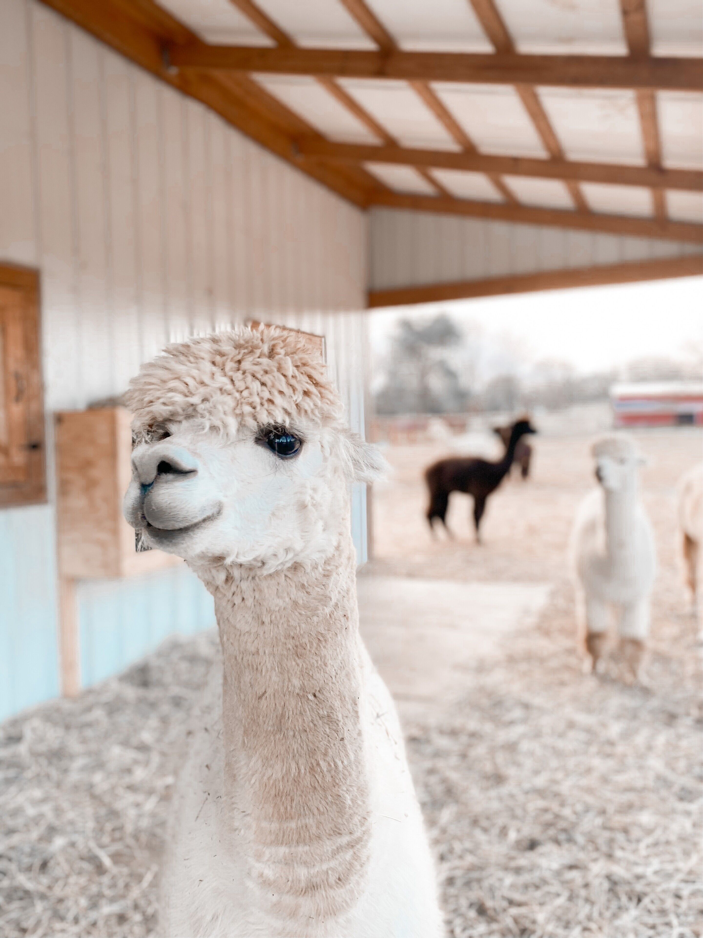 A llama inside a barn with a wooden ceiling and white walls.