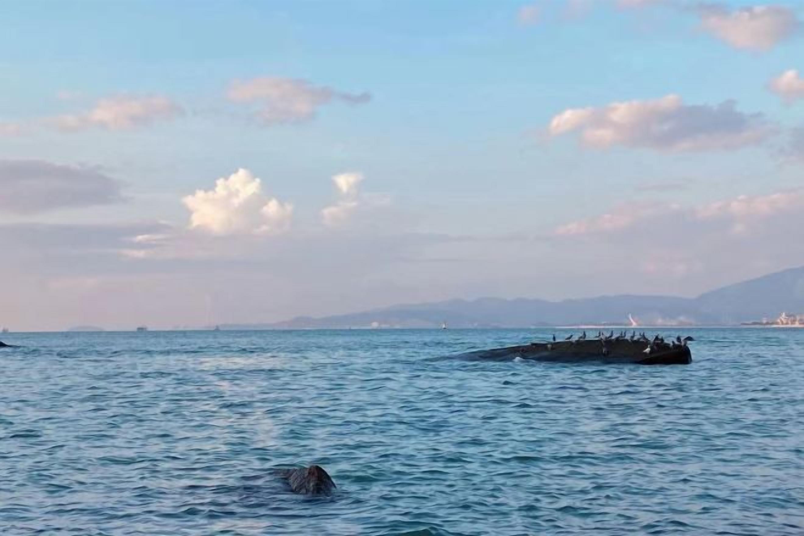 A body of water with a large ship and a whale in the distance.