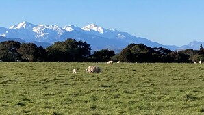 Un champ verdoyant où paissent des moutons, avec une chaîne de montagnes en arrière-plan.