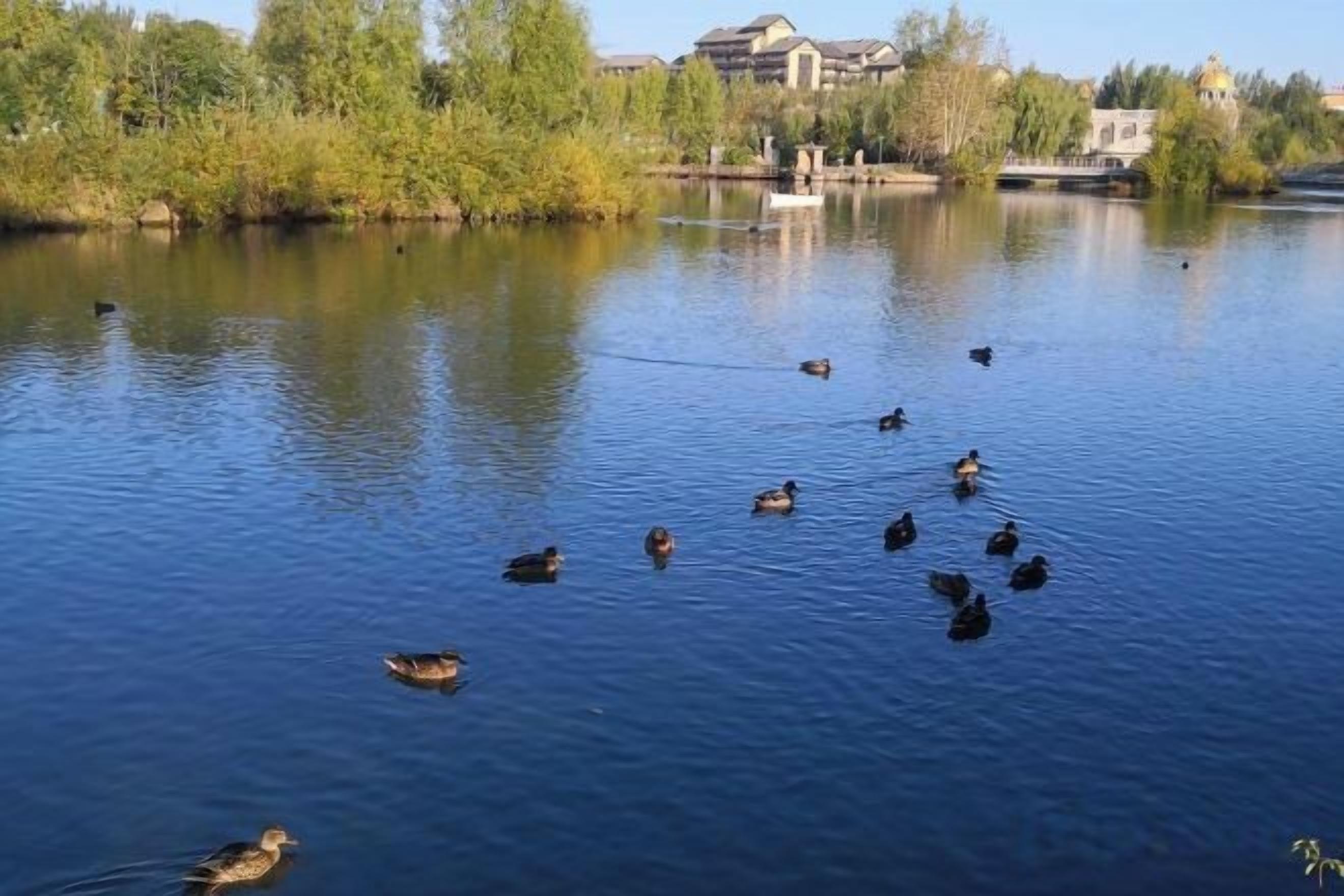 A calm body of water with ducks swimming, surrounded by trees and buildings in the background.