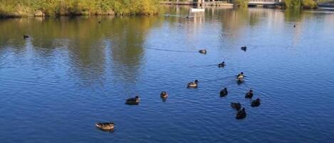 A calm body of water with ducks swimming, surrounded by trees and buildings in the background.