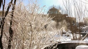 Un espace extérieur enneigé, avec des arbres sans feuilles et un bâtiment en arrière-plan.