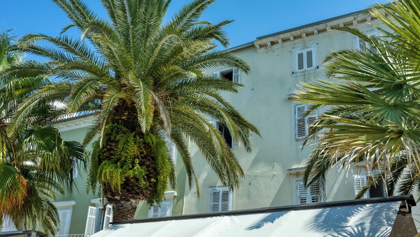 Un edificio con contraventanas blancas y una palmera frente a él.