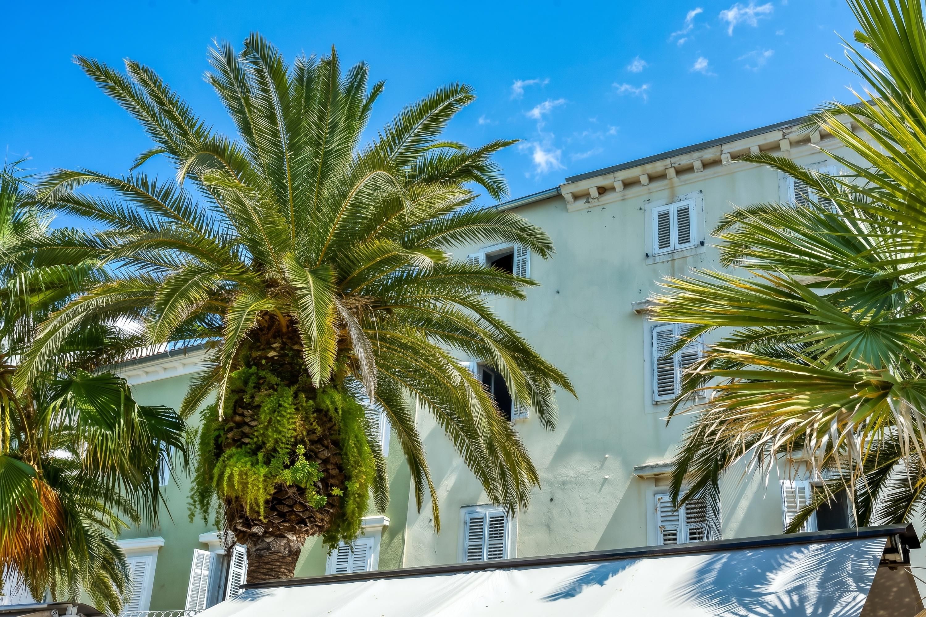 A building with multiple windows and a palm tree in front.