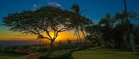 Un sendero que conduce a un gran árbol con un atardecer de fondo.