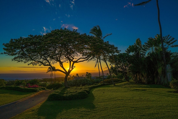 A pathway leading to a large tree with a sunset in the background. - Wailea Ekolu 1207 2 Bedroom 2 Bath Condo (Kihei)