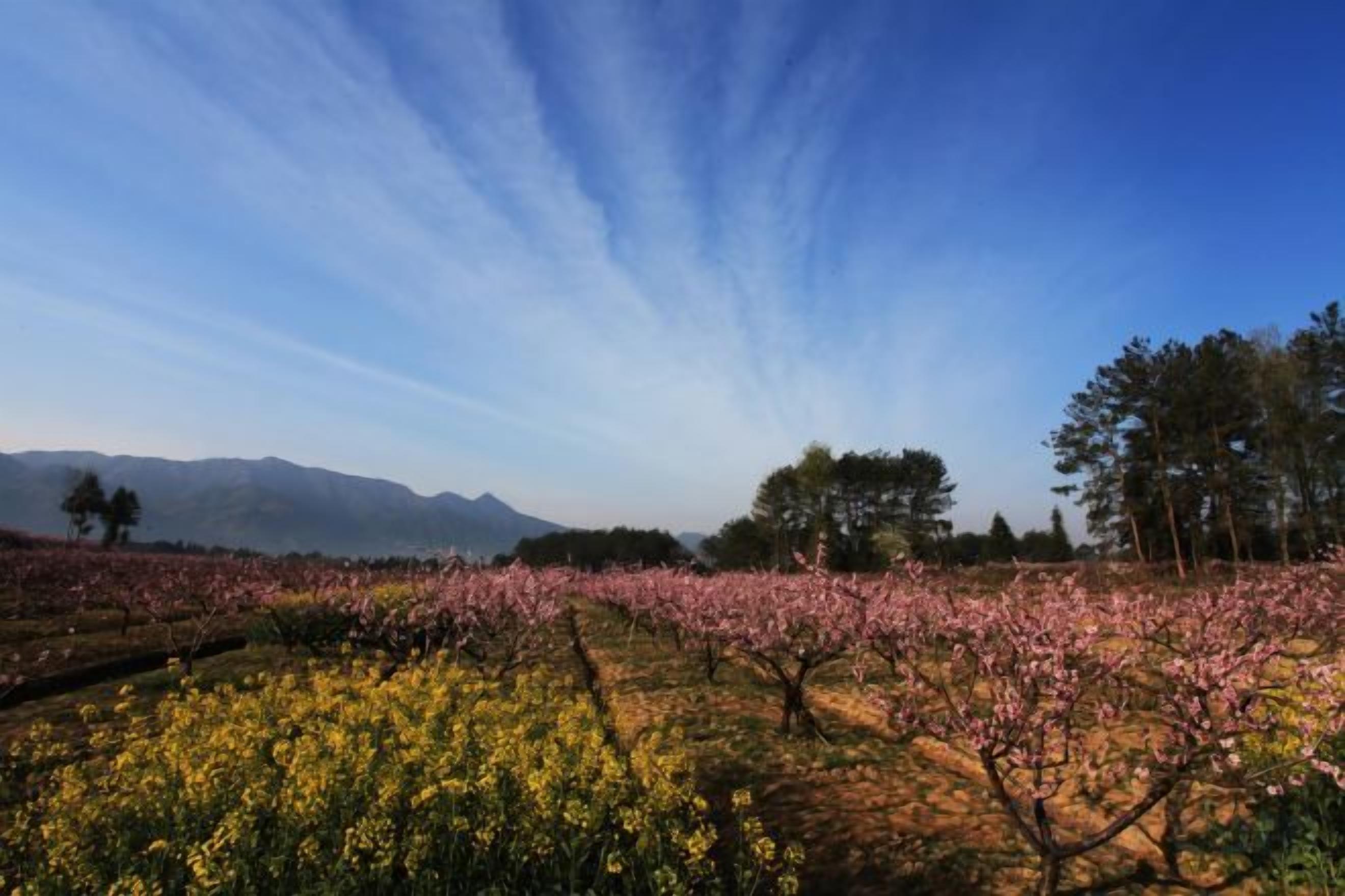Viñedo con hileras de árboles en flor y cielo despejado.