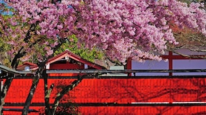 Ein blühender Kirschbaum mit einem traditionellen japanischen Gebäude im Hintergrund.