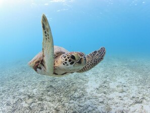 Miscellaneous - New building ocean view western style triple room with unit bath Dinner and breakfast / Shimajiri-gun Okinawa (Shimajiri-gun)