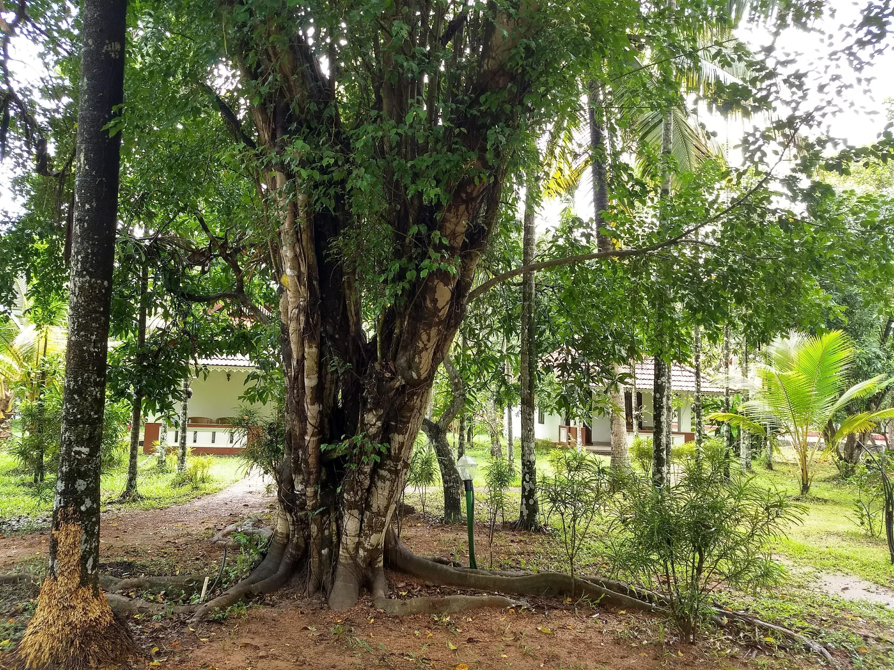A large tree with extensive roots in a landscaped garden area.