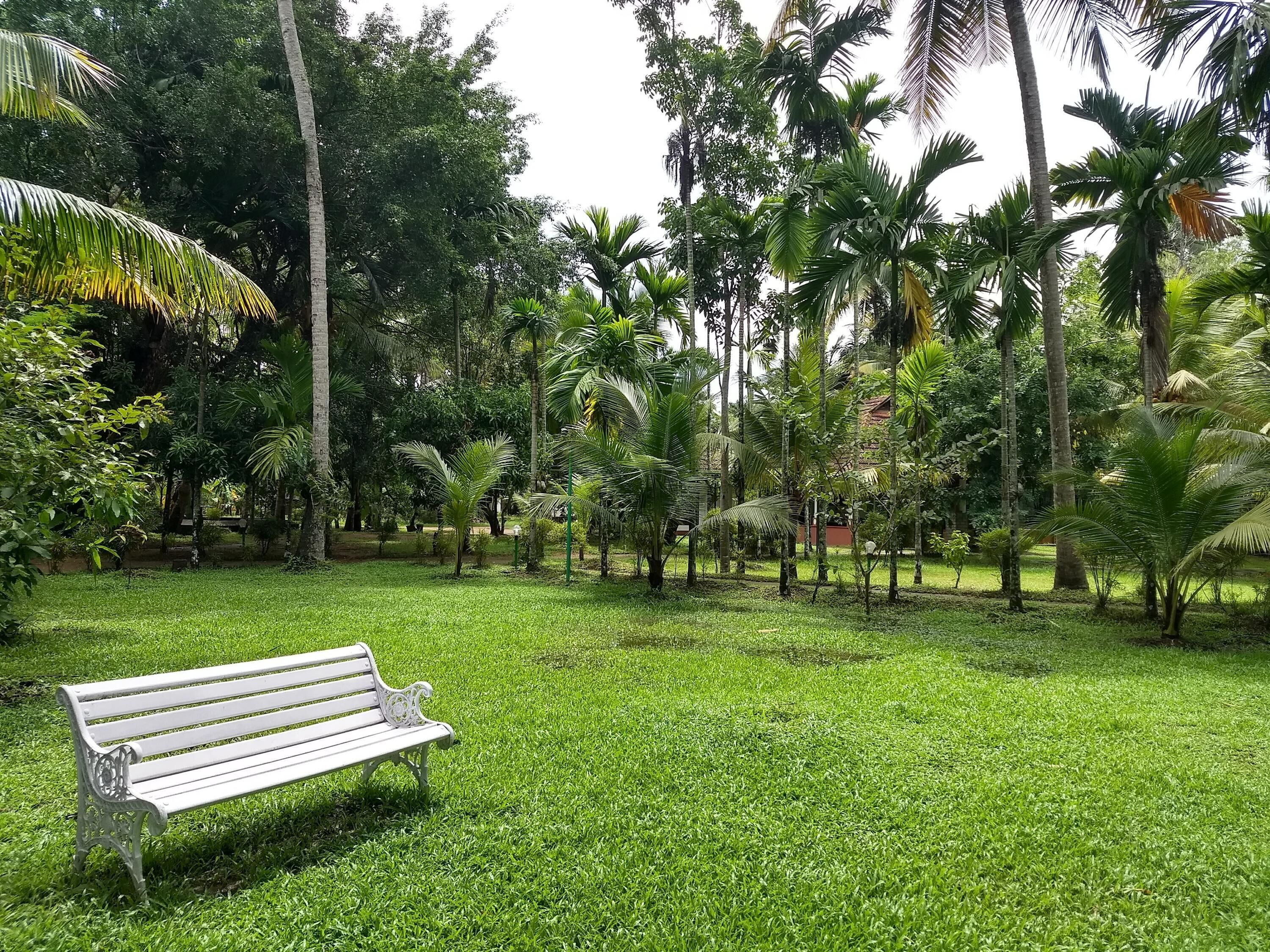A park with a white bench and lush greenery.
