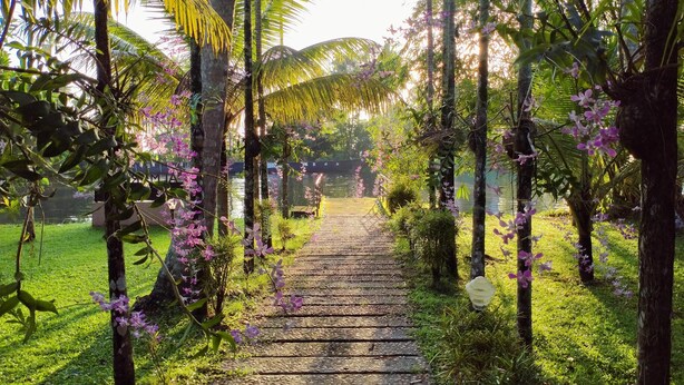 A wooden pathway leading through a lush garden with palm trees and purple orchids.