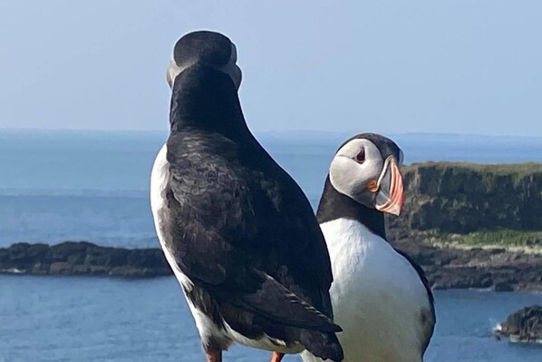 Two puffins standing on a rocky shoreline with a view of the sea and distant land.