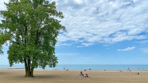Uma praia com uma árvore grande em primeiro plano e pessoas ao longe.