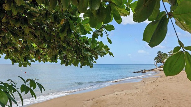 Una playa con agua azul cristalina, orilla de arena y algunos árboles al frente.