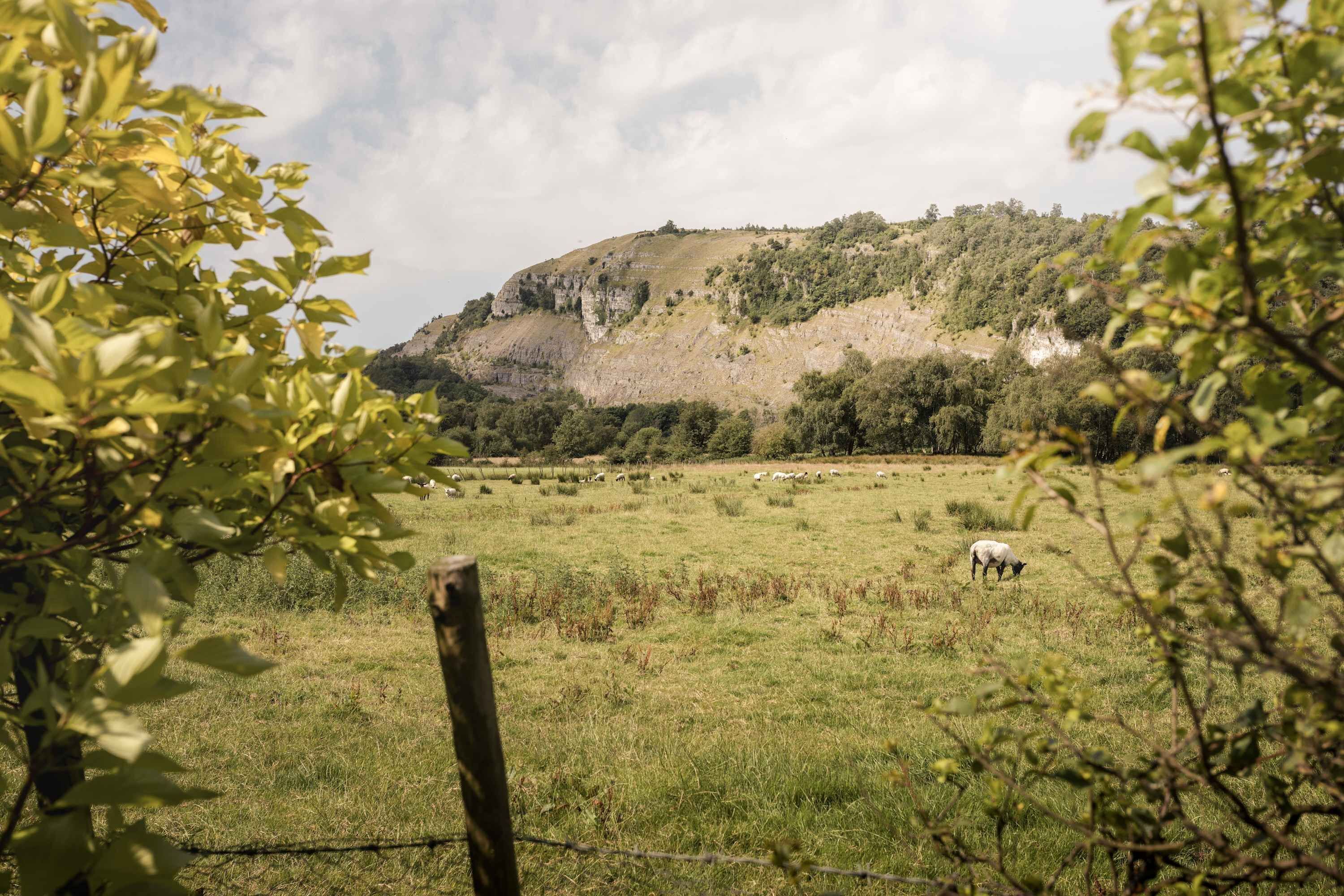 A grassy field with a wooden fence and a hill with trees in the background.