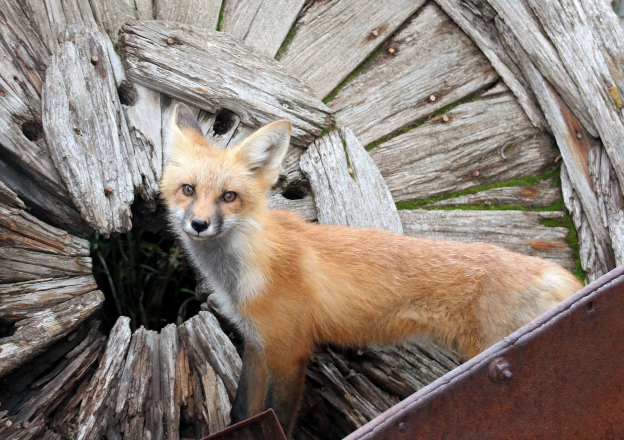A fox in a rustic setting with wooden structures.