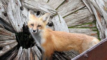 A fox in a rustic setting with wooden structures.