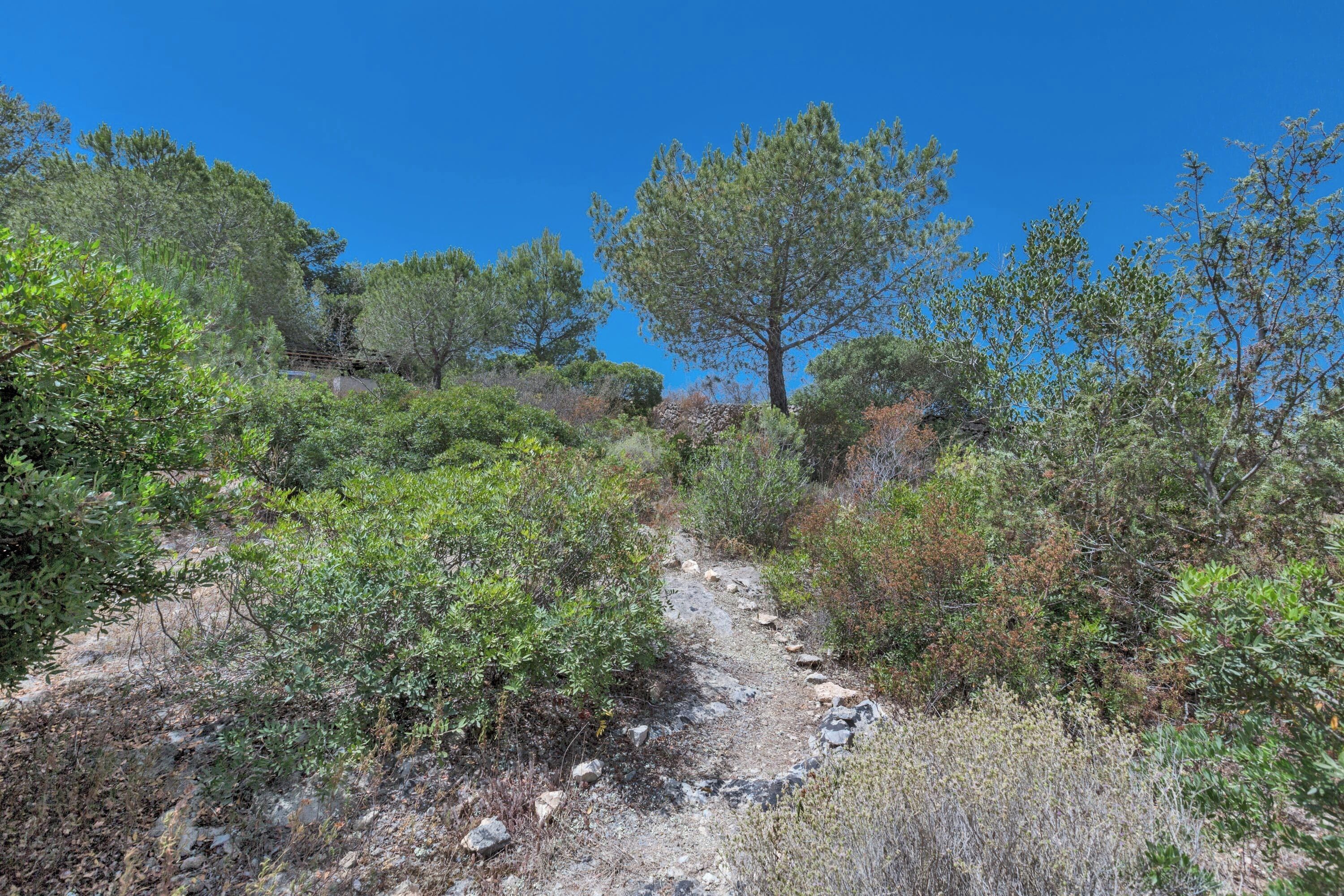A natural trail surrounded by dense vegetation and trees.