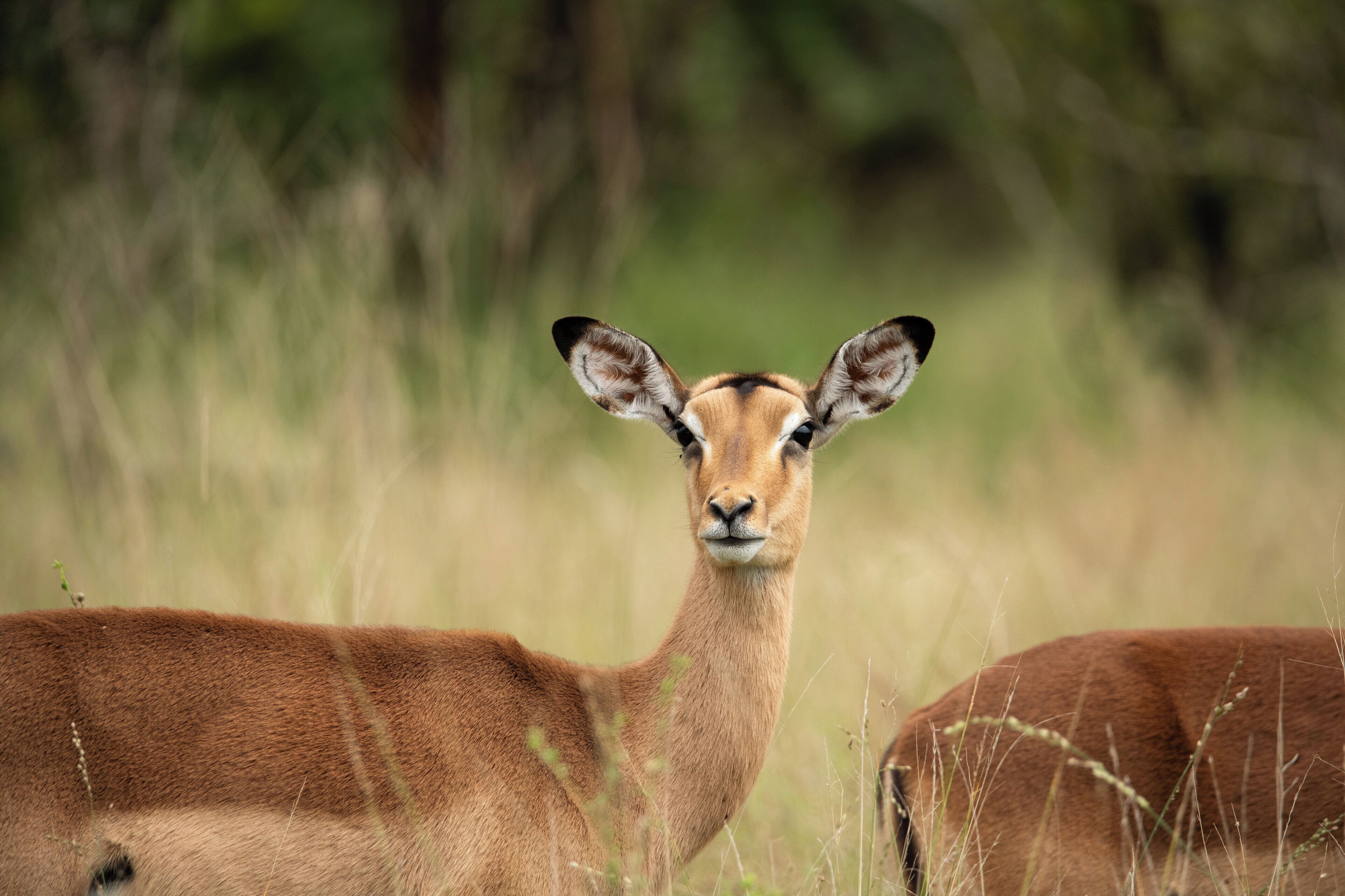 Wildbeobachtung