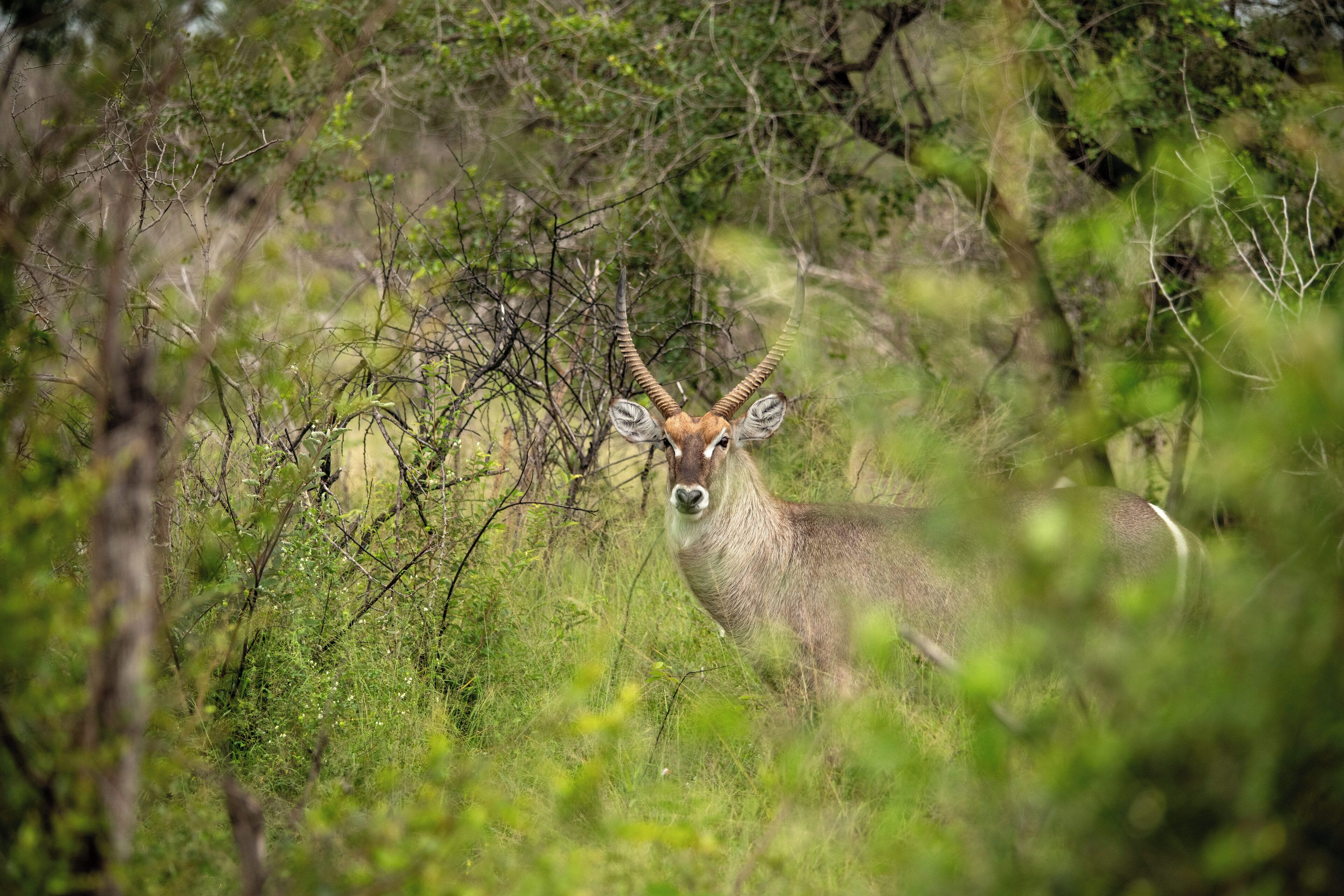 Een hert in een bosrijk natuurgebied.
