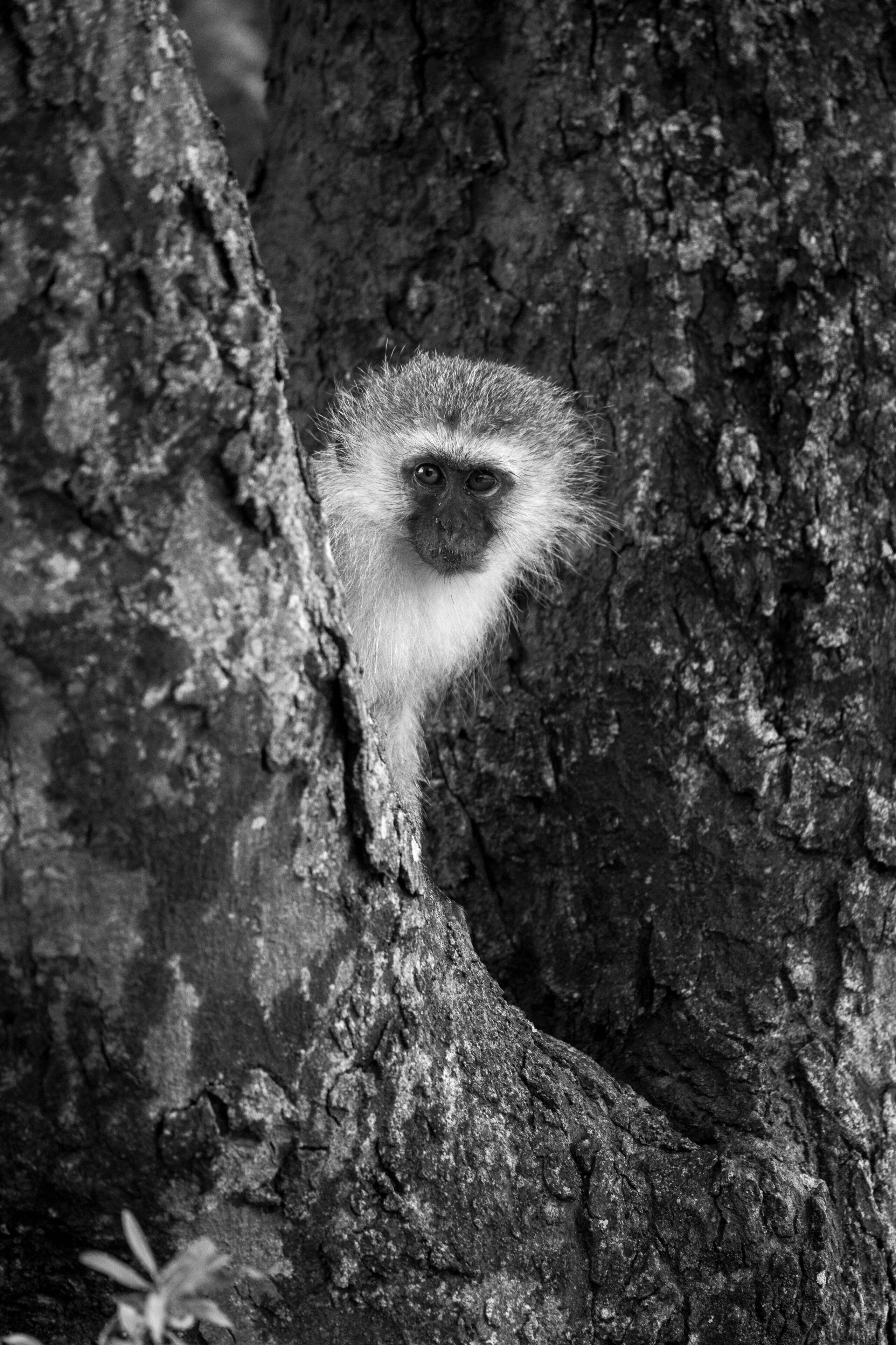 Un mono asomándose desde el tronco de un árbol.