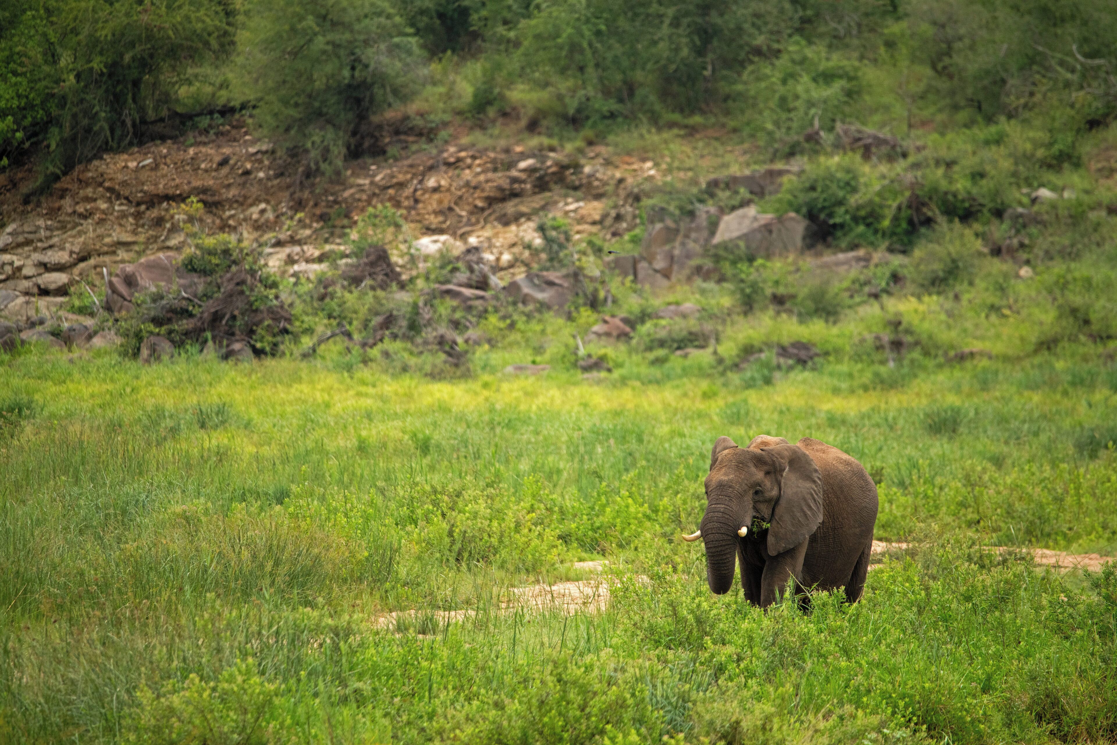Game viewing