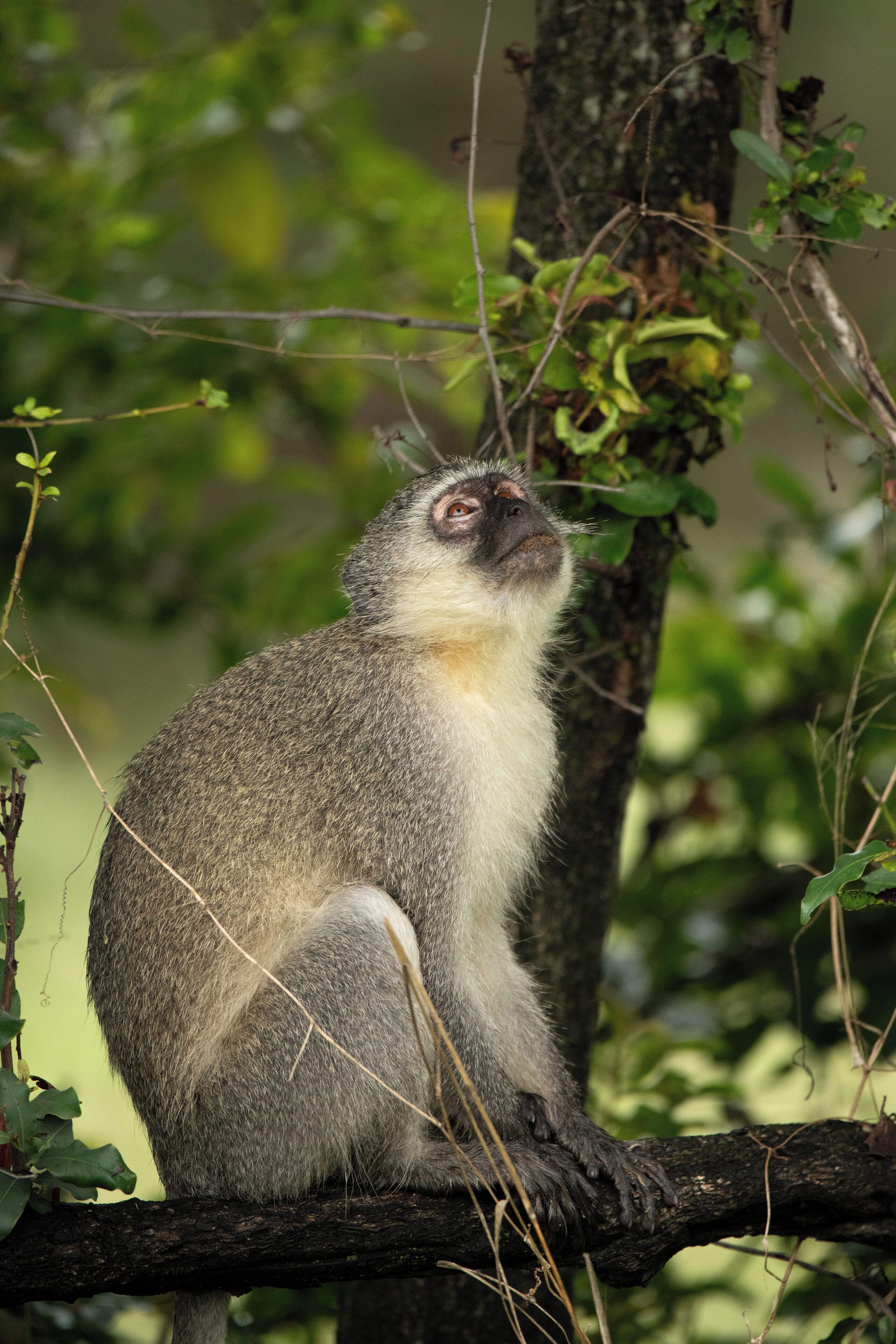 A monkey sitting on a tree branch surrounded by green foliage.