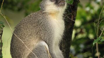 A monkey sitting on a tree branch surrounded by green foliage.