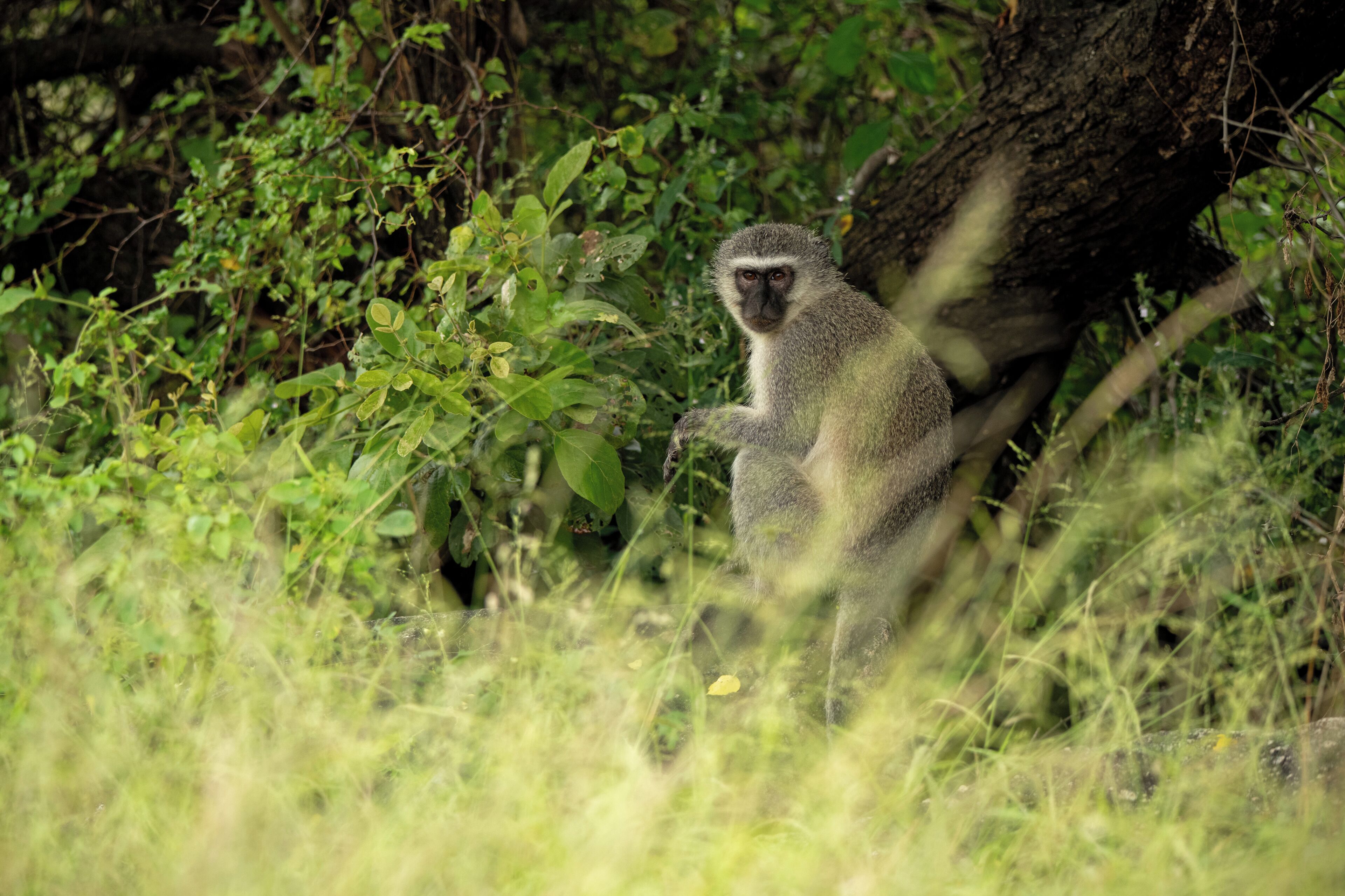 Game viewing