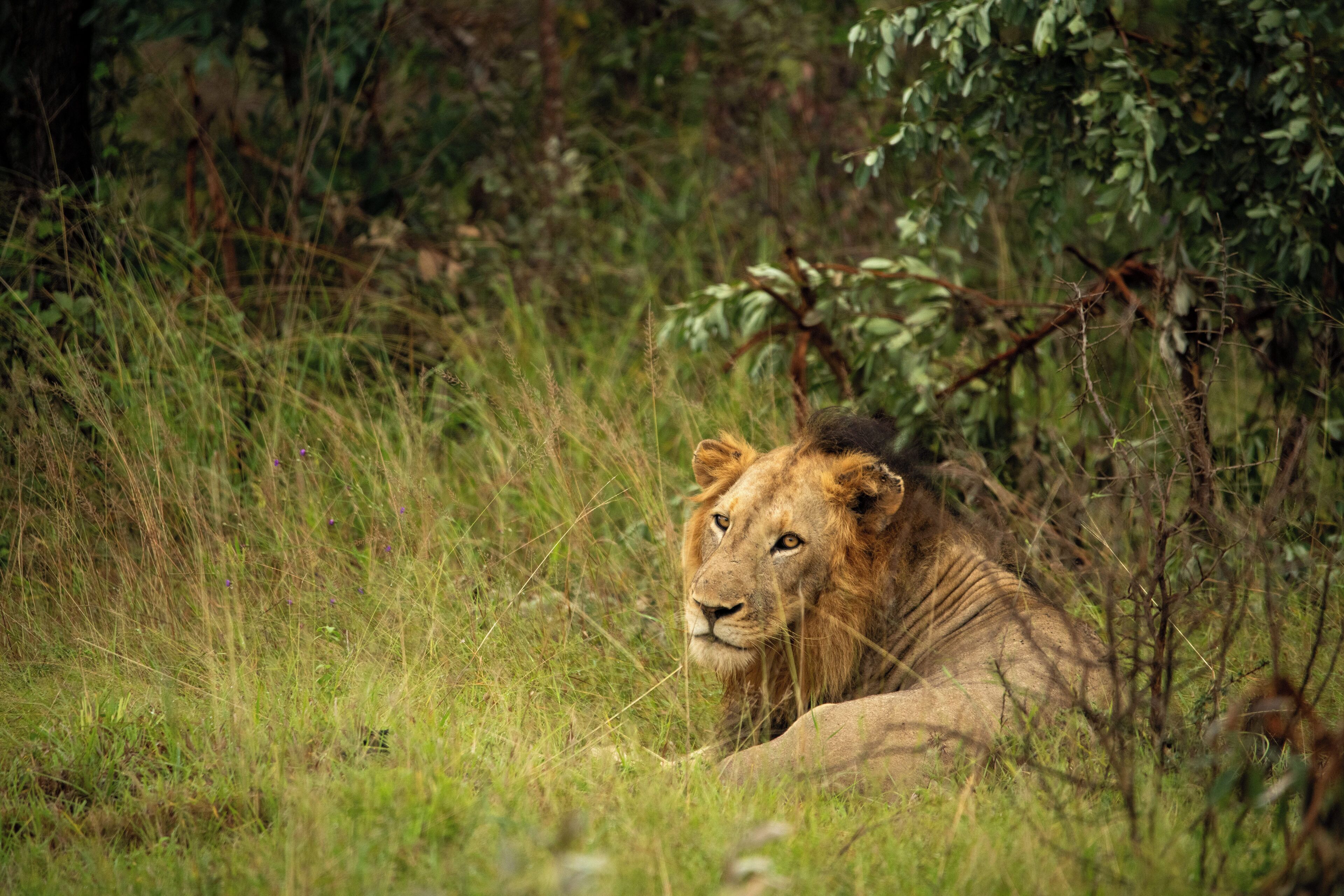 Un león descansando en un área cubierta de hierba con follaje denso al fondo.