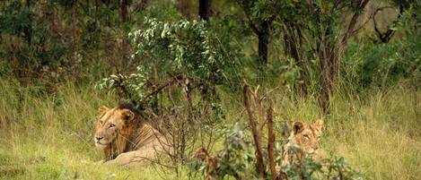 Un león descansando en una zona cubierta de hierba con árboles al fondo.
