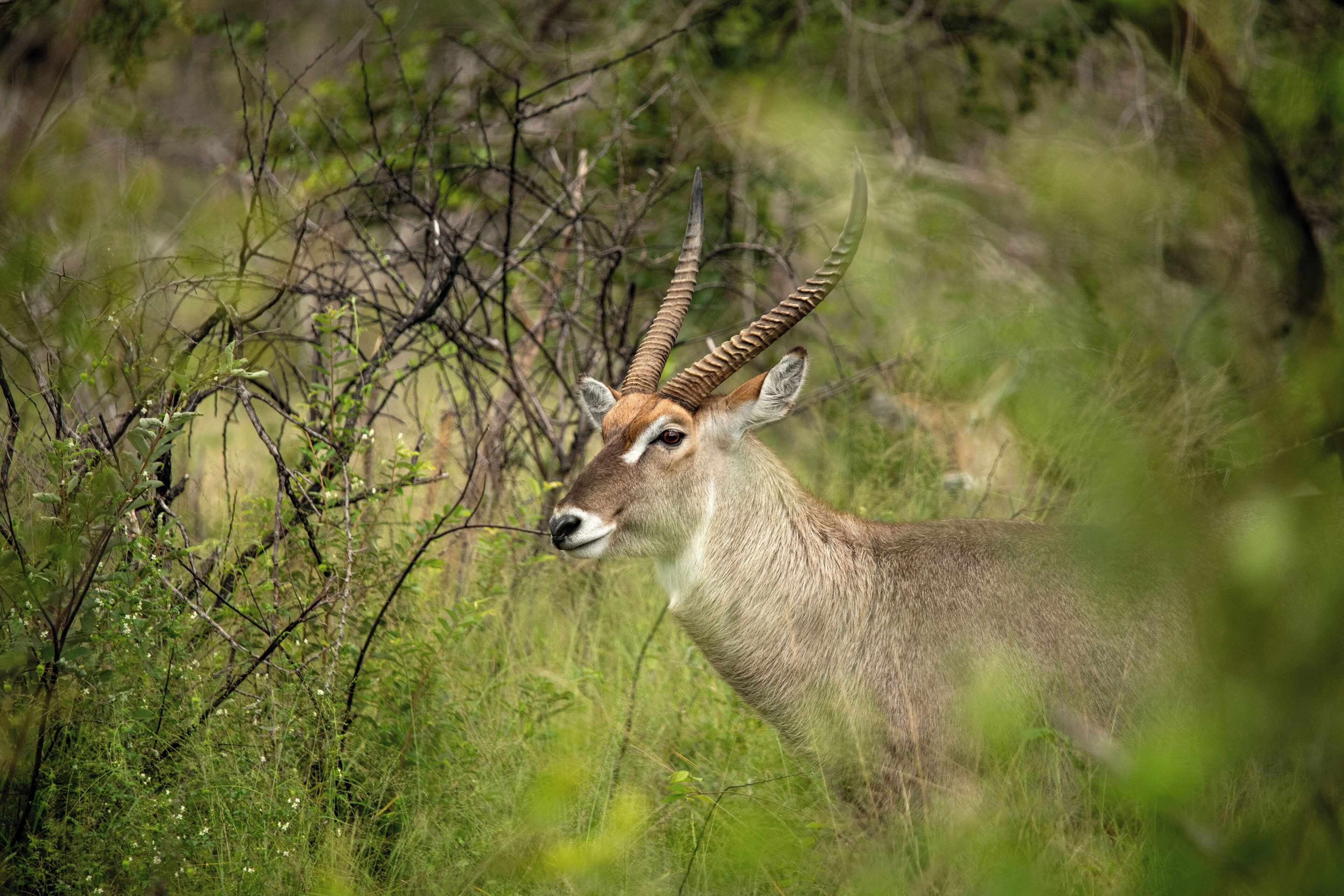 A deer in a natural setting with dense vegetation and trees.
