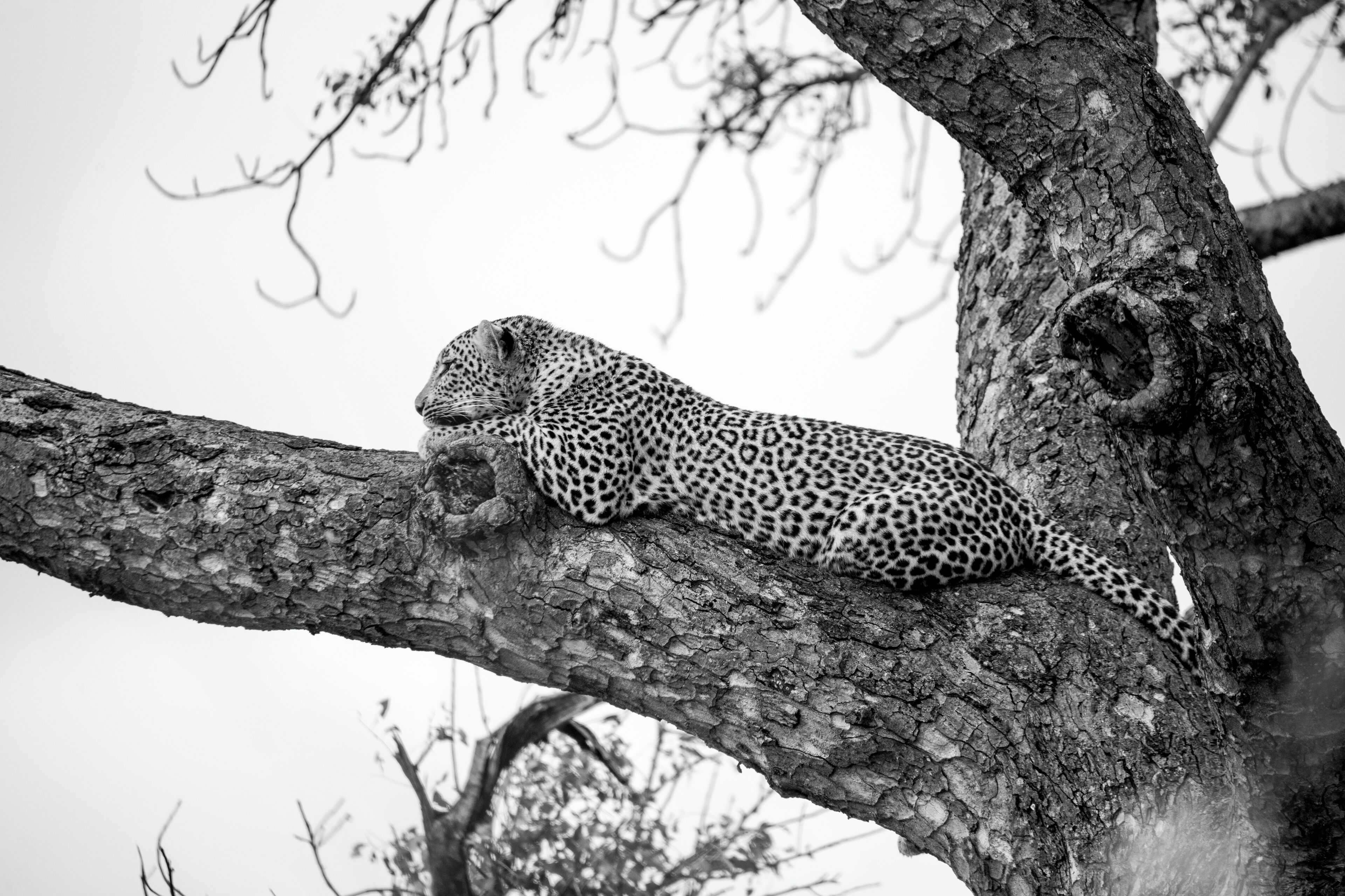 A leopard resting on a tree branch.
