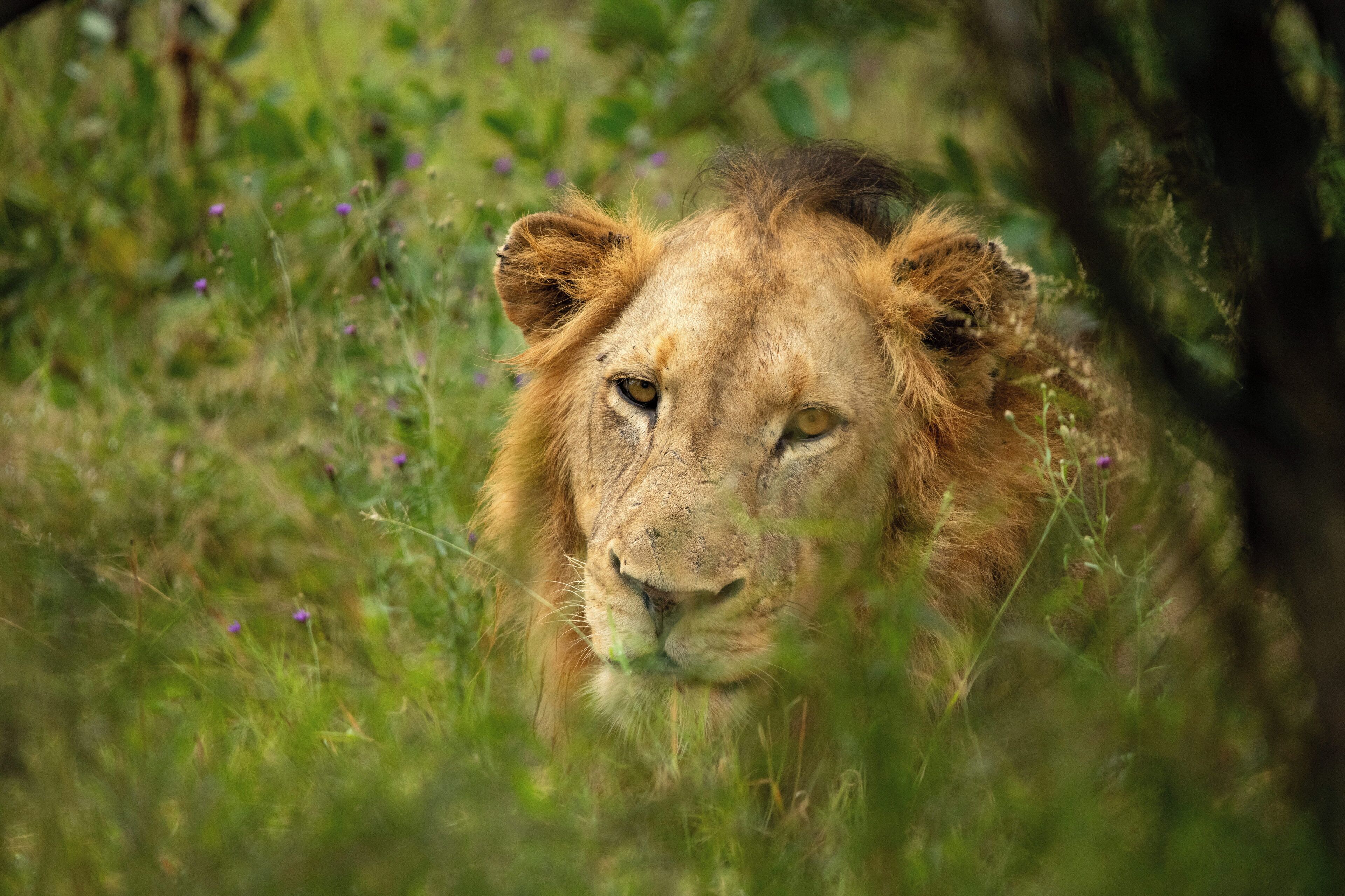 A lion in a grassy area with some purple flowers.